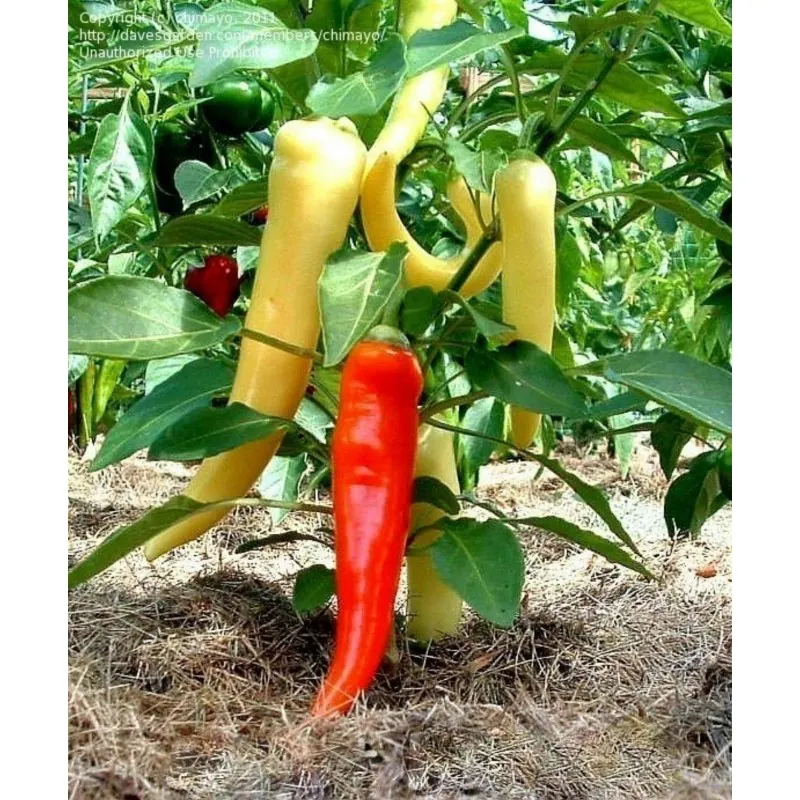 Seme Chili papricice SWEET BANANA