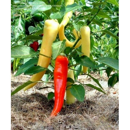 Price: €1.95 - Σπόροι Τσίλι - πιπέρι SWEET BANANA - Seeds Gallery