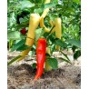 Price: €1.95 - Graines Poivron jaune SWEET BANANA - Seeds Gallery
