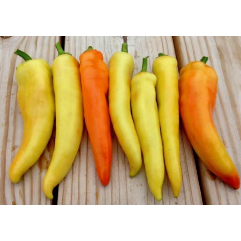 Price: €1.95 - Graines Poivron jaune SWEET BANANA - Seeds Gallery