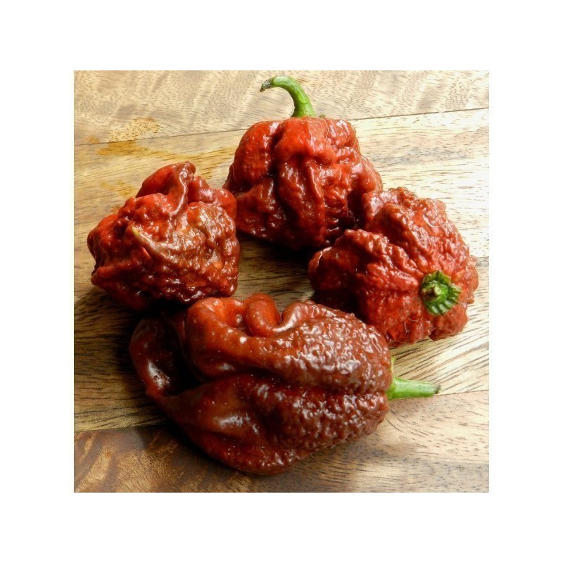 Price: €2.5 - Σπόροι τσίλι Jonah 7 Pod Pot σοκολάτα - 