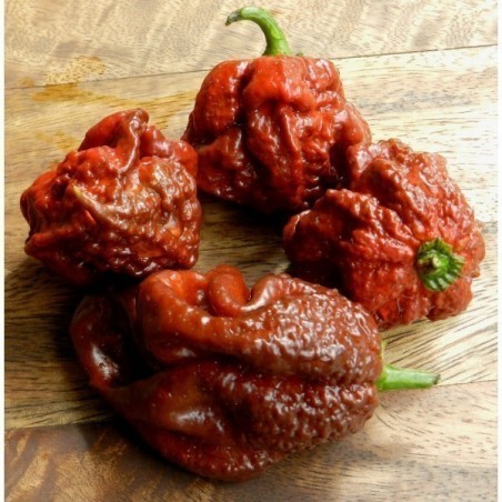 Price: €2.5 - Σπόροι τσίλι Jonah 7 Pod Pot σοκολάτα - 