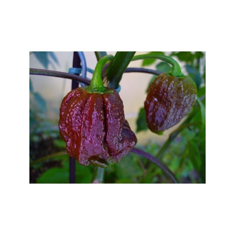 Price: €2.5 - Semi di Peperoncino Jonah 7 Pod Pot Cioccolato - 