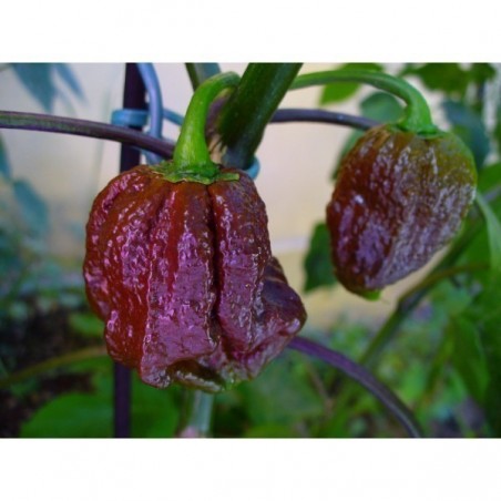Price: €2.5 - Σπόροι τσίλι Jonah 7 Pod Pot σοκολάτα - 