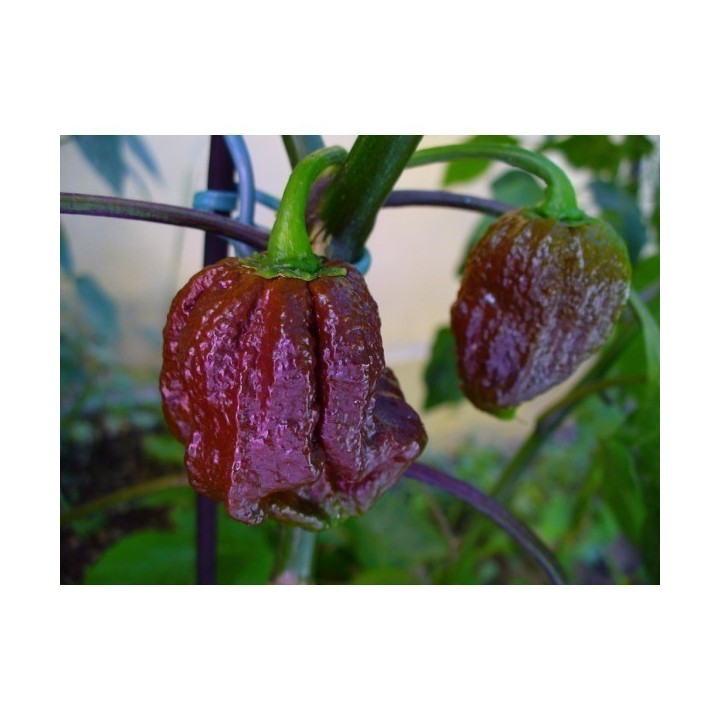Jonah 7 Pod Pot Choco Seeds - 293.223938