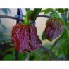 Price: €2.5 - Jonah 7 Pod Pot Choklad Frön - 