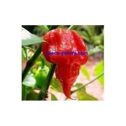 Trinidad Scorpion Röd och Gul Chili frö 1,5 mill. SHU