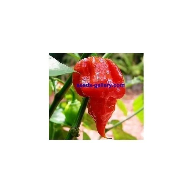 Trinidad Scorpion Röd och Gul Chili frö 1,5 mill. SHU