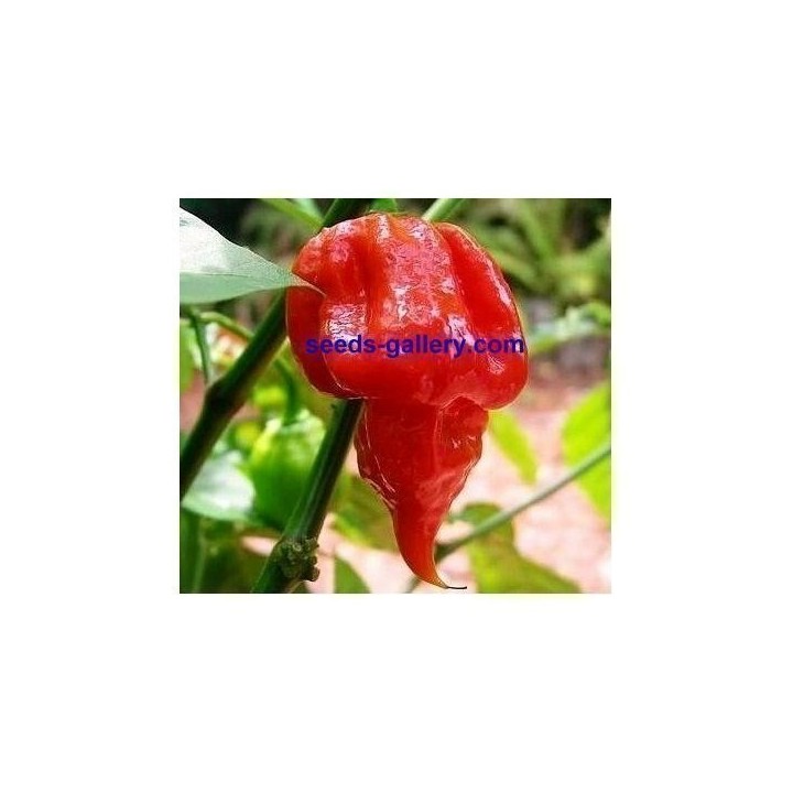 Trinidad Scorpion Red and Yellow Seeds 1,5 mill. Scoville Units - 346.004246