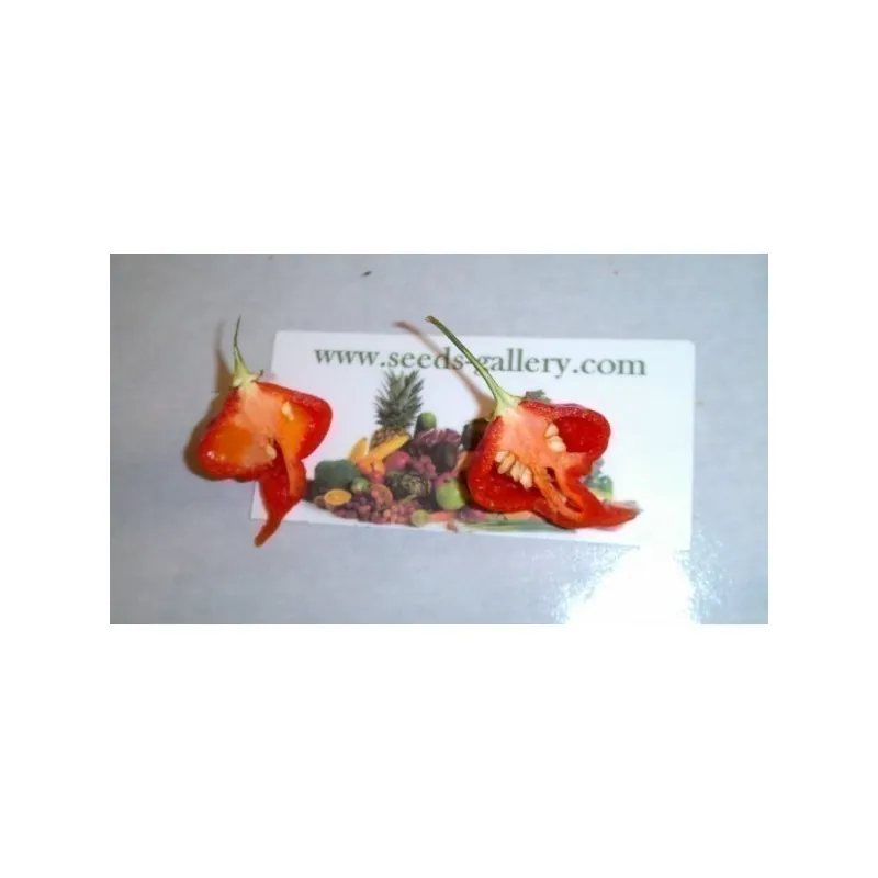 Trinidad Scorpion Röd och Gul Chili frö 1,5 mill. SHU