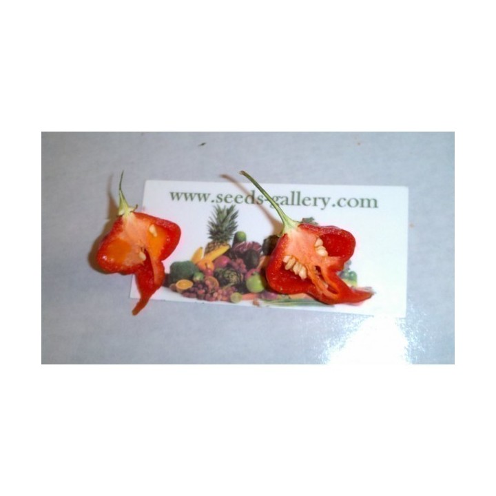 Trinidad Scorpion Red and Yellow Seeds 1,5 mill. Scoville Units - 346.004246