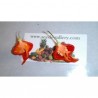 Price: €2.95 - Trinidad Scorpion Red and Yellow Seeds 1,5 mill. Scoville Units - 