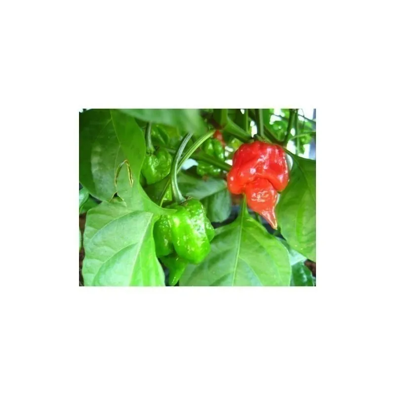 Trinidad Scorpion Röd och Gul Chili frö 1,5 mill. SHU