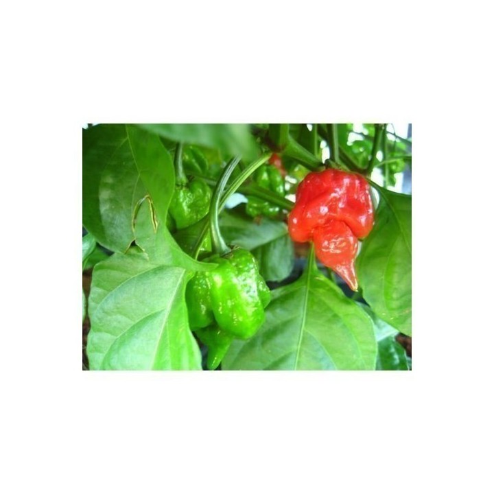 Trinidad Scorpion Red and Yellow Seeds 1,5 mill. Scoville Units - 346.004246