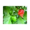 Trinidad Scorpion Röd och Gul Chili frö 1,5 mill. SHU
