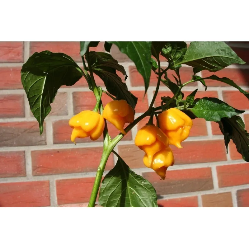 Trinidad Scorpion Röd och Gul Chili frö 1,5 mill. SHU