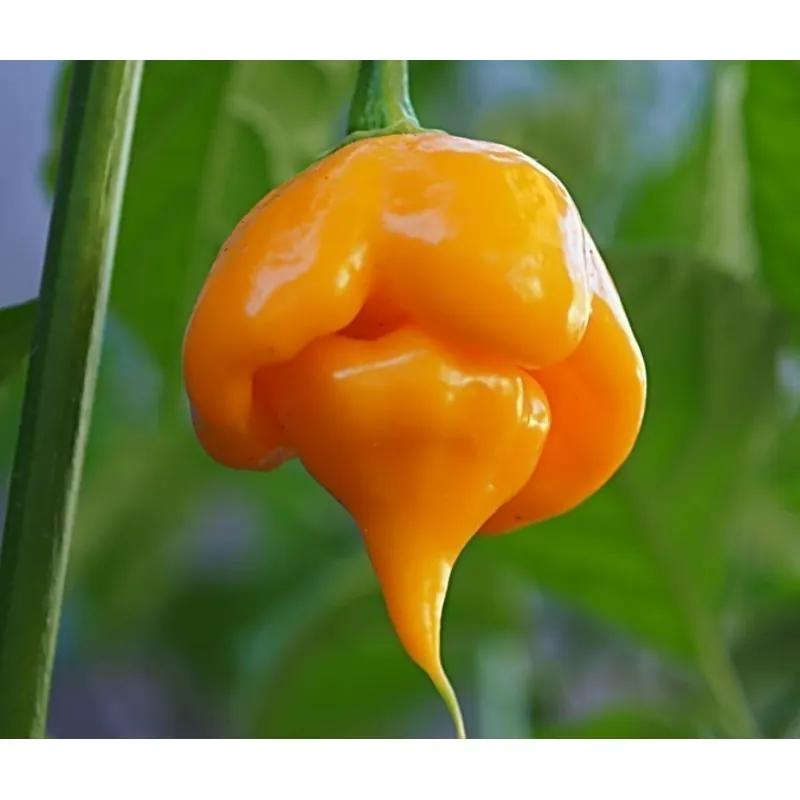 Trinidad Scorpion Röd och Gul Chili frö 1,5 mill. SHU