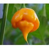 Price: €2.95 - Trinidad Scorpion Red and Yellow Seeds 1,5 mill. Scoville Units - 