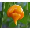 Trinidad Scorpion Röd och Gul Chili frö 1,5 mill. SHU