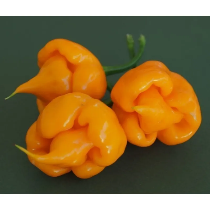Trinidad Scorpion Röd och Gul Chili frö 1,5 mill. SHU
