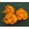 Price: €2.95 - Trinidad Scorpion Red and Yellow Seeds 1,5 mill. Scoville Units - 