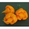 Trinidad Scorpion Röd och Gul Chili frö 1,5 mill. SHU
