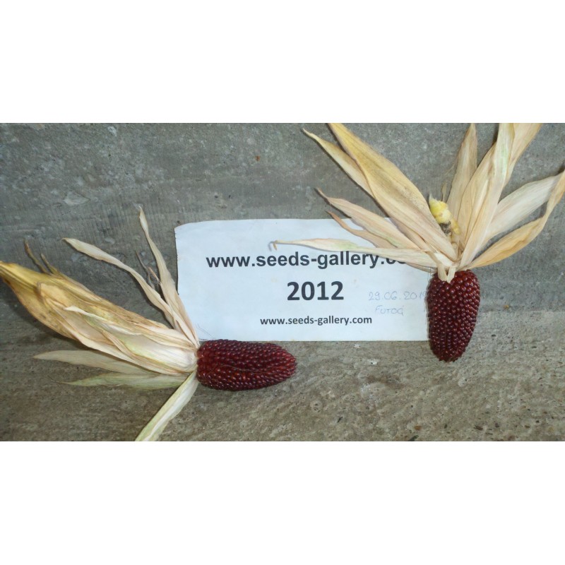 Price: €1.75 - Graines de Pop Corn ''Fraise'' - 