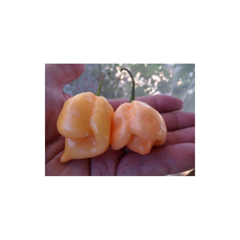 Price: €2.95 - Trinidad Scorpion Red and Yellow Seeds 1,5 mill. Scoville Units - 