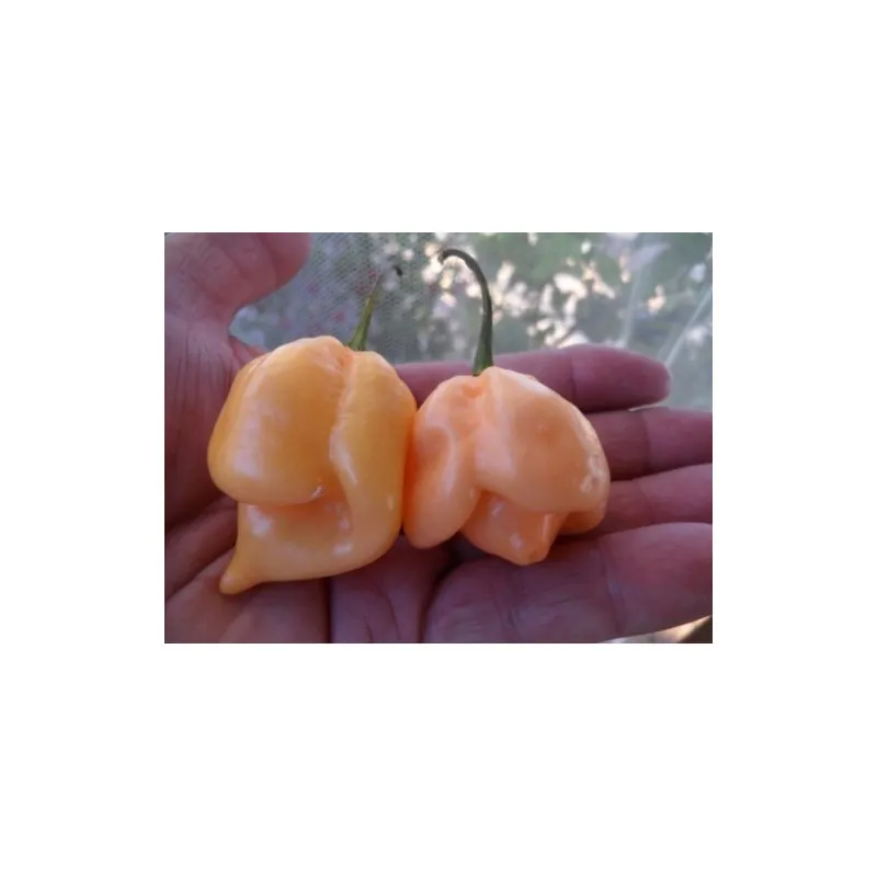 Trinidad Scorpion Röd och Gul Chili frö 1,5 mill. SHU