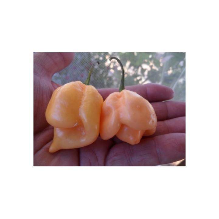 Trinidad Scorpion Red and Yellow Seeds 1,5 mill. Scoville Units - 346.004246