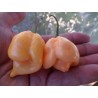Price: €2.95 - Trinidad Scorpion Red and Yellow Seeds 1,5 mill. Scoville Units - 
