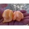 Trinidad Scorpion Röd och Gul Chili frö 1,5 mill. SHU