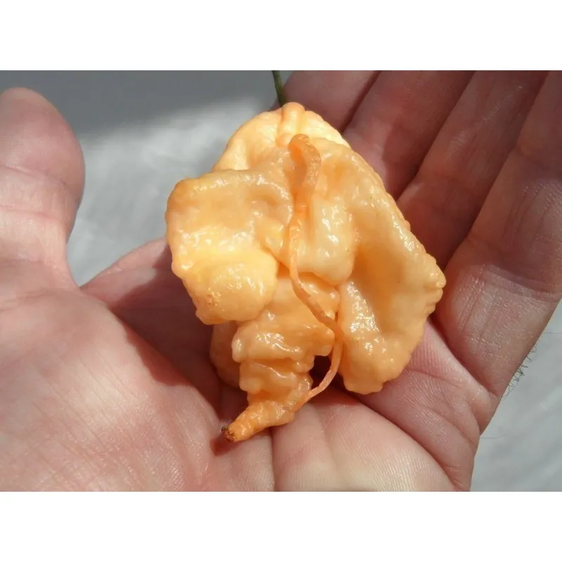 Trinidad Scorpion Röd och Gul Chili frö 1,5 mill. SHU