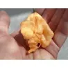 Trinidad Scorpion Röd och Gul Chili frö 1,5 mill. SHU