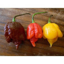 Sementes de Pimenta Trinidad Scorpion Vermelho e Amarelo 1,5 mill. SHU