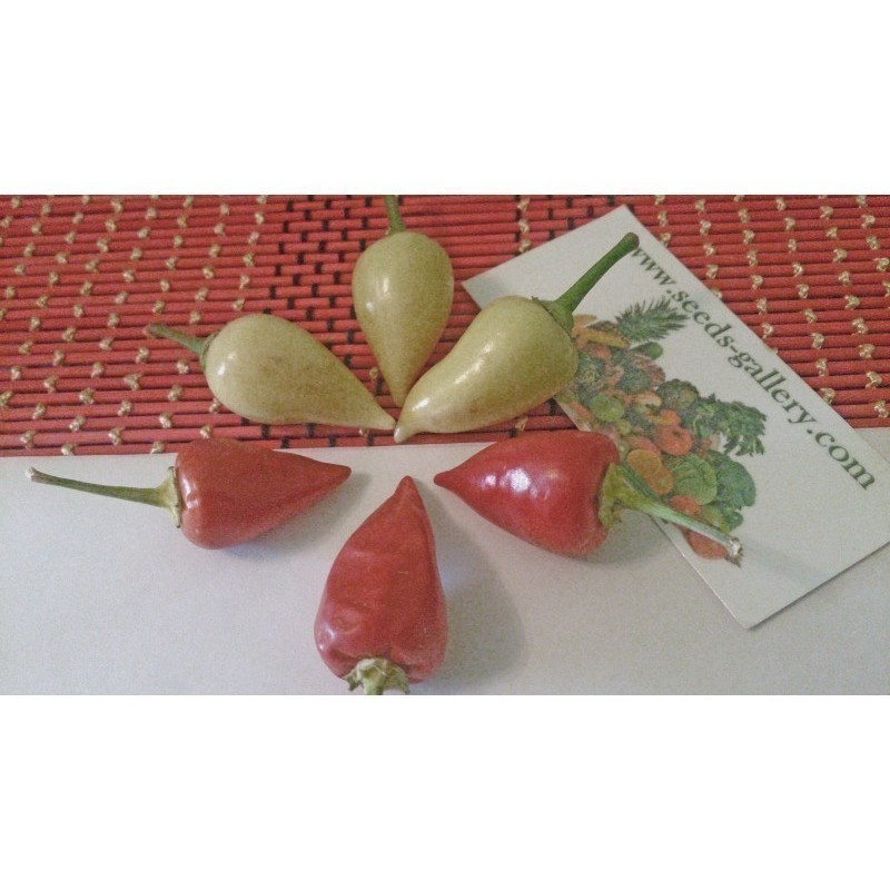 Price: €1.75 - Chilifrön Vitt SPJUT - Seeds Gallery
