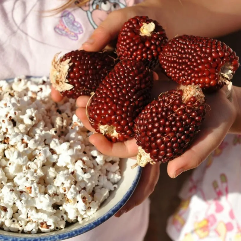 Graines de Pop Corn ''Fraise''