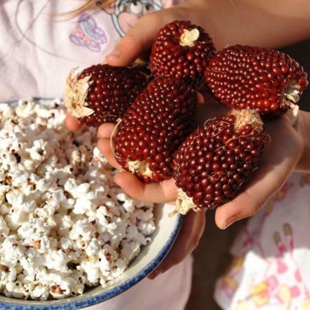 Price: €1.75 - Semillas de Pop Corn Maiz Fresa -