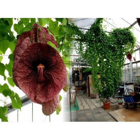 Price: €2.45 - Gespensterblume , Pfeifenwinden , Osterluzei Samen fleischfressend -