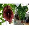 Price: €2.45 - Sementes Papo De Peru Planta Carnivora - 