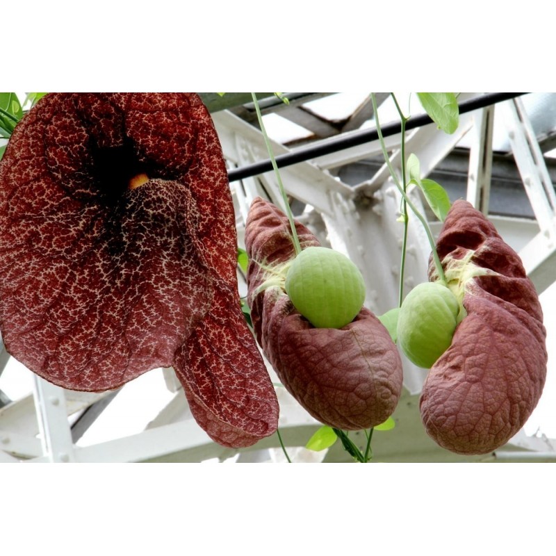 Price: €2.45 - Gespensterblume , Pfeifenwinden , Osterluzei Samen fleischfressend - 