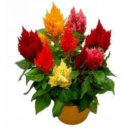Price: €1.95 - Petlova Kresta Seme Mix Boja - 