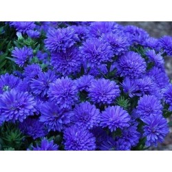 Chinese Aster Blue