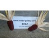Price: €1.75 - Sementes de milho morango Strawberry - 