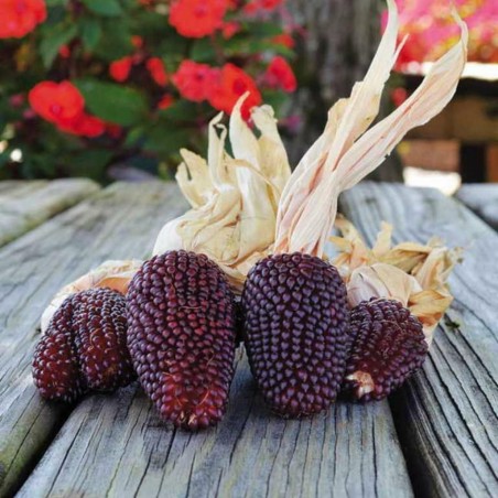Price: €1.75 - Sementes de milho morango Strawberry -