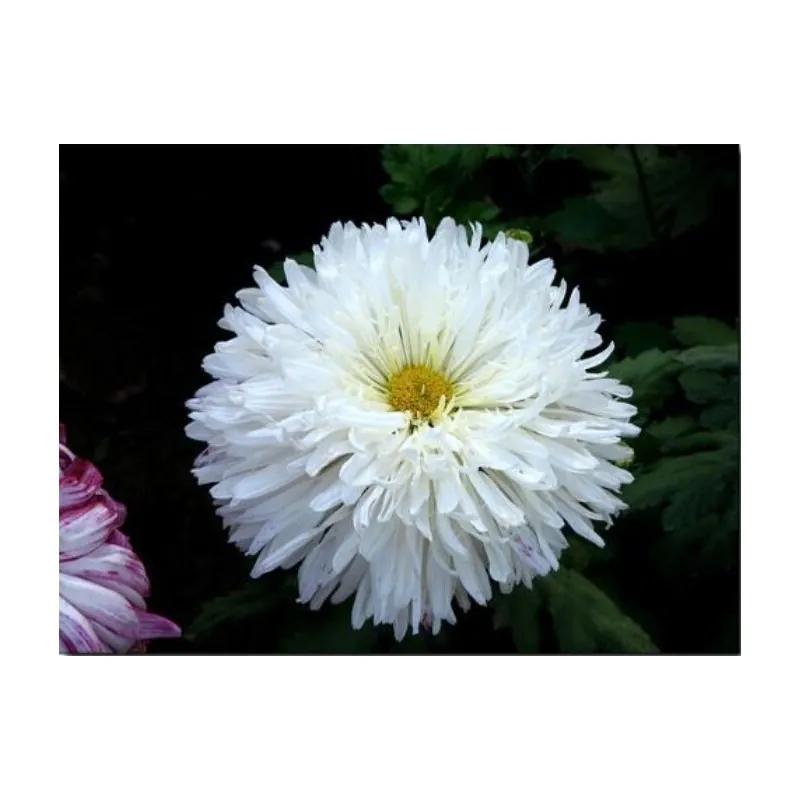 Chinese Aster White