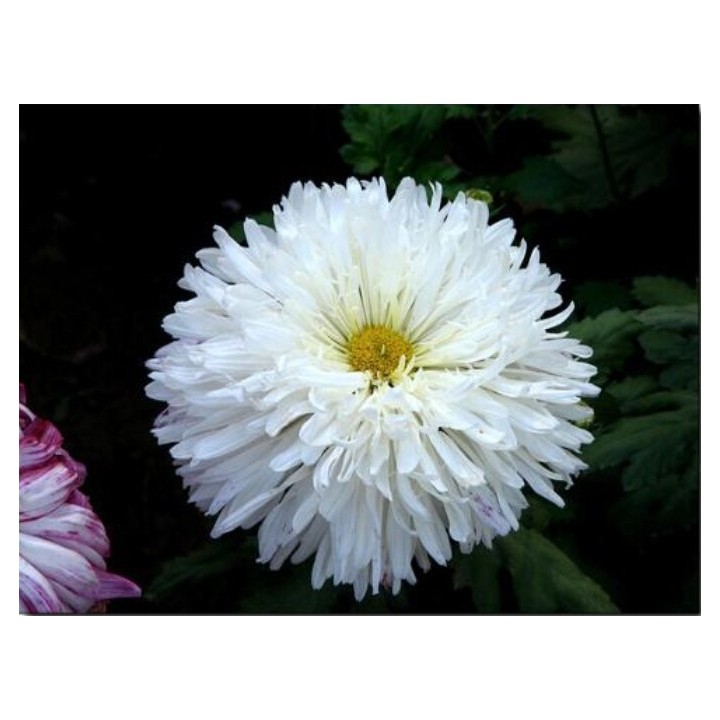 Aster chiński biały 228.714671