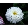Chinese Aster White
