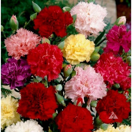 Price: €1.75 - Semillas de Clavel Rosada -
