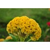 Price: €2 - Semi Di Fiori Cresta Di Gallo Busta - 